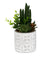 Succulents In Aztec Embossed Pot