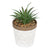 Green Succulent In White Terracotta Pot